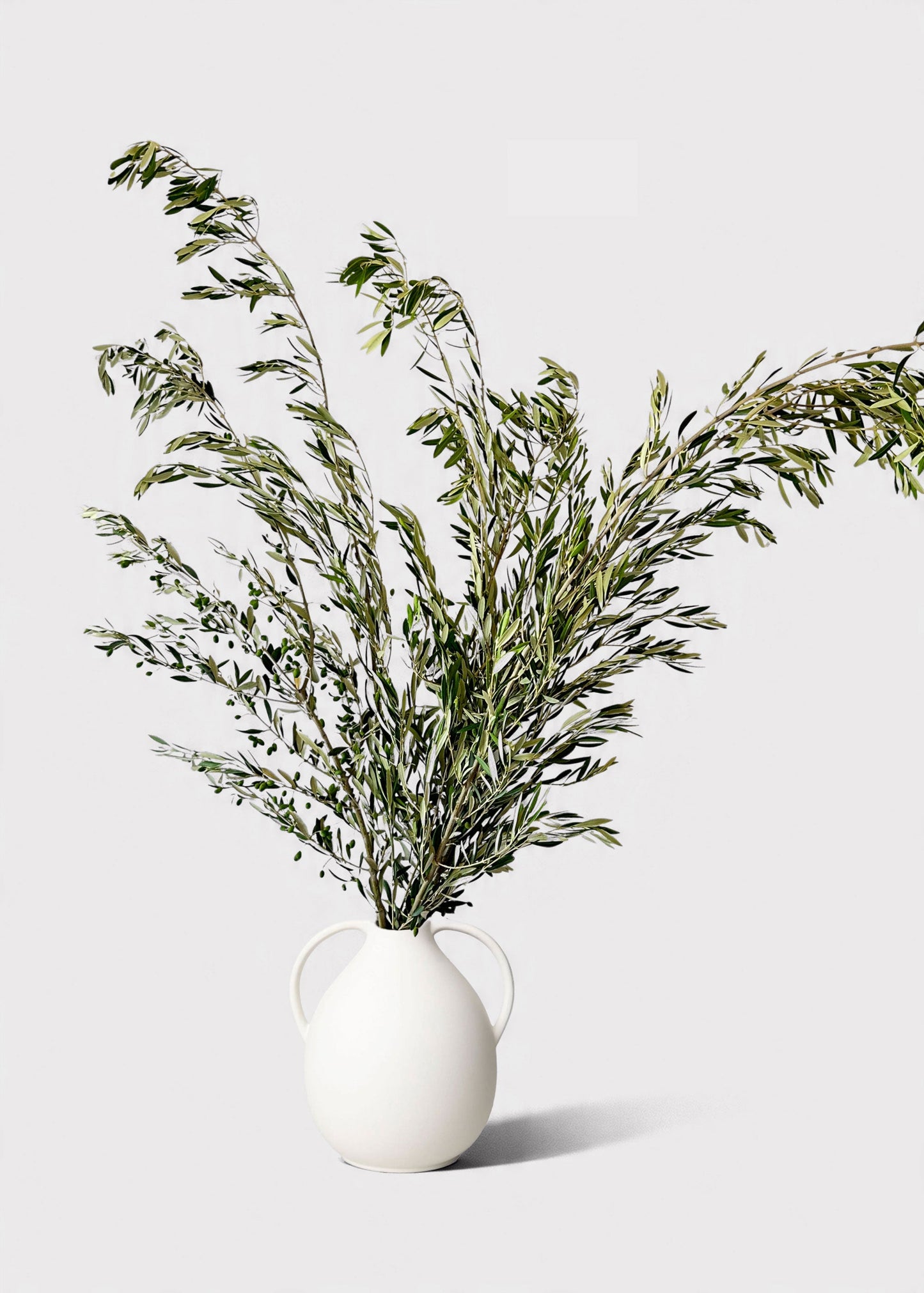 FRESH Large Olive Leaf Branches - 48-60"