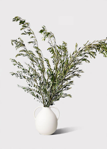 FRESH Large Olive Leaf Branches - 48-60"