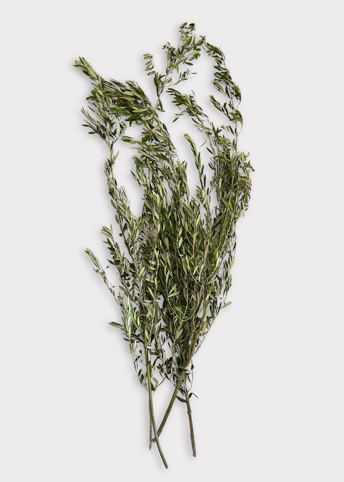FRESH Large Olive Leaf Branches - 48-60"