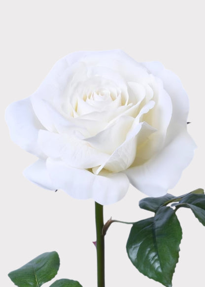Natural Touch Artificial Rose in White - 35.25"