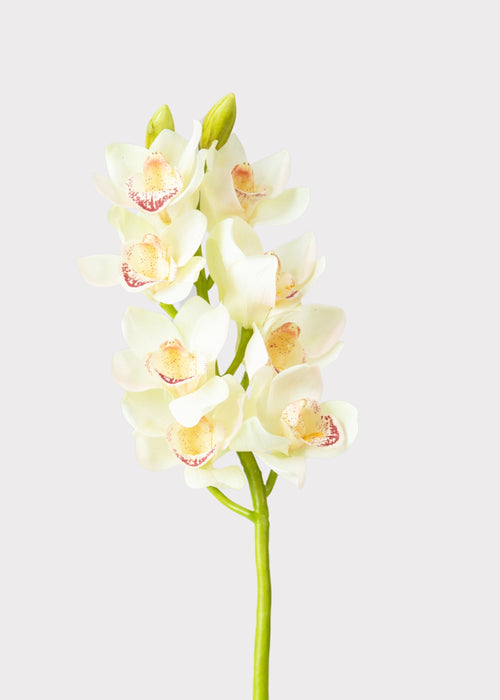 Cream and Burgundy Artificial Cymbidium Orchids - 28.5"