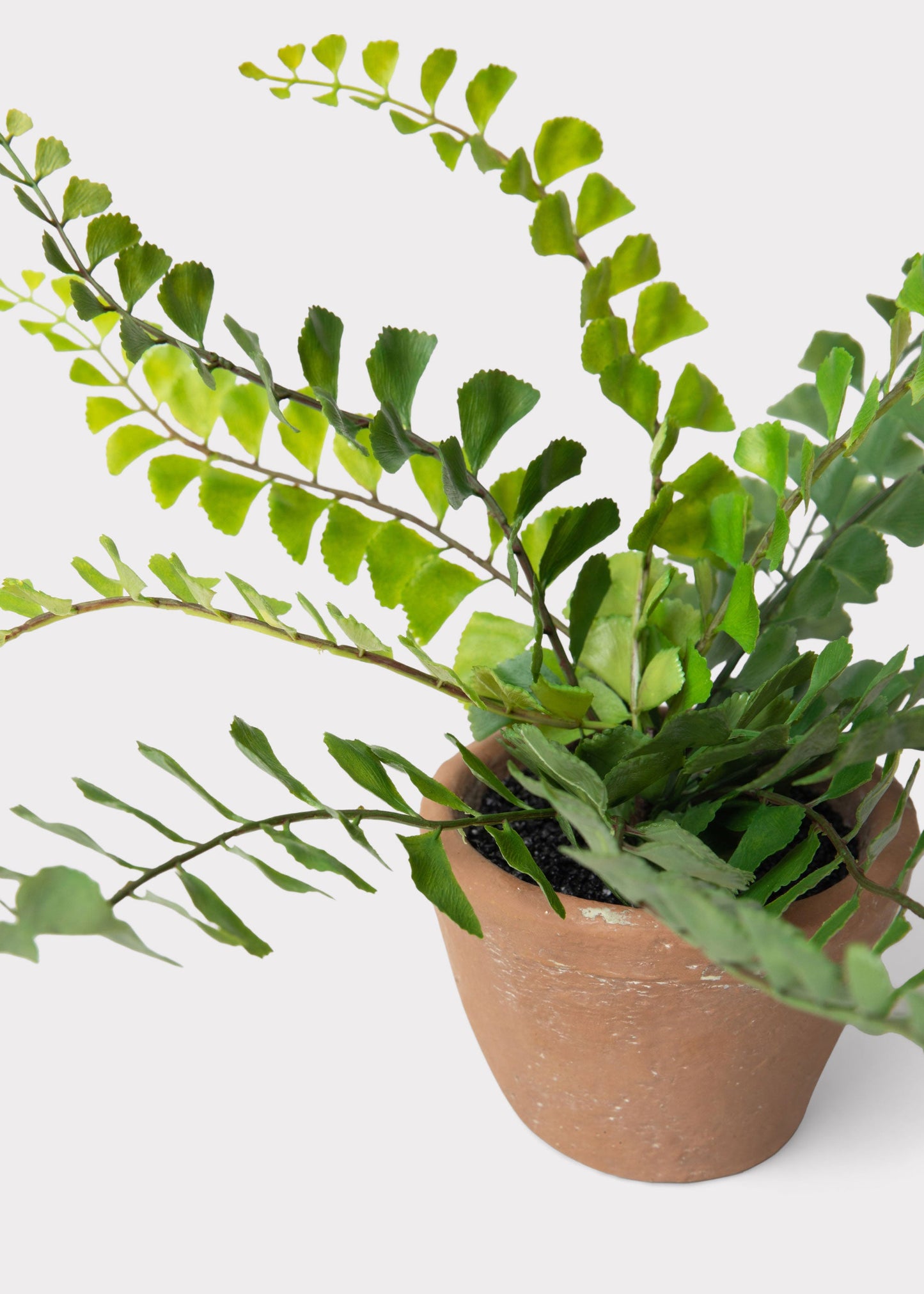 Small Potted Button Fern Plant in Terra Cotta Pot - 9"