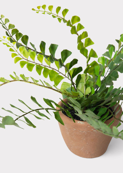 Small Potted Button Fern Plant in Terra Cotta Pot - 9"