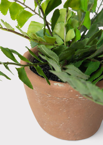 Small Potted Button Fern Plant in Terra Cotta Pot - 9"
