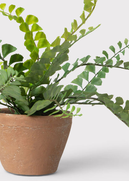 Small Potted Button Fern Plant in Terra Cotta Pot - 9"