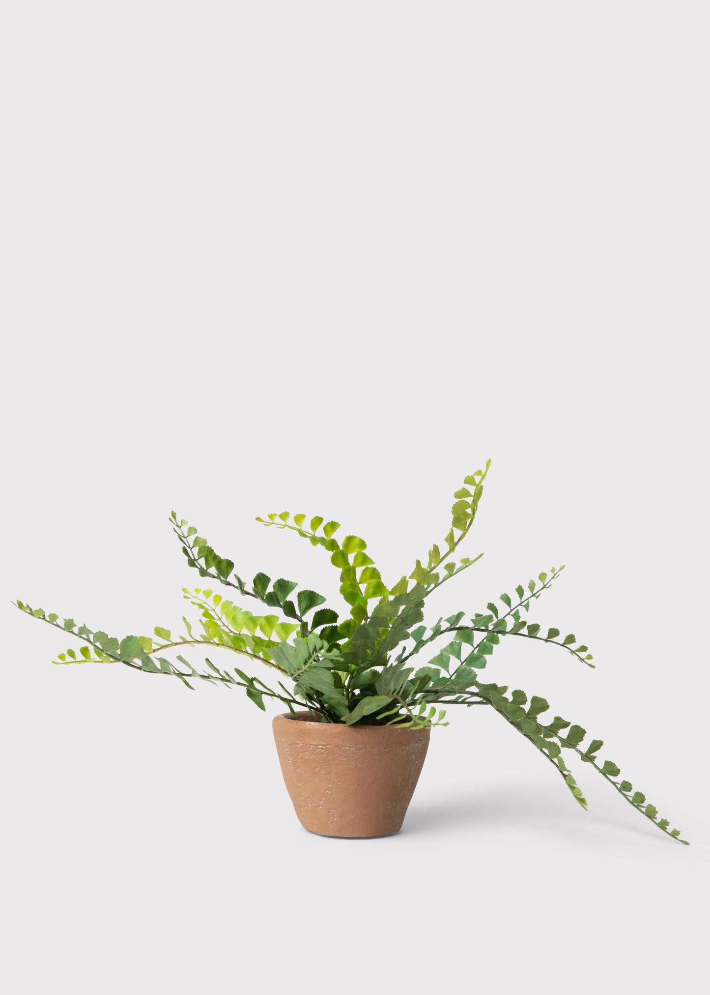 Small Potted Button Fern Plant in Terra Cotta Pot - 9"