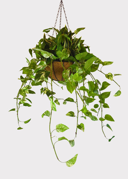 Fake UV Treated Outdoor Potted Plant in Hanging Basket - 42"