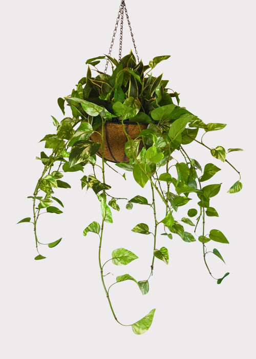 Fake UV Treated Outdoor Potted Plant in Hanging Basket - 42"