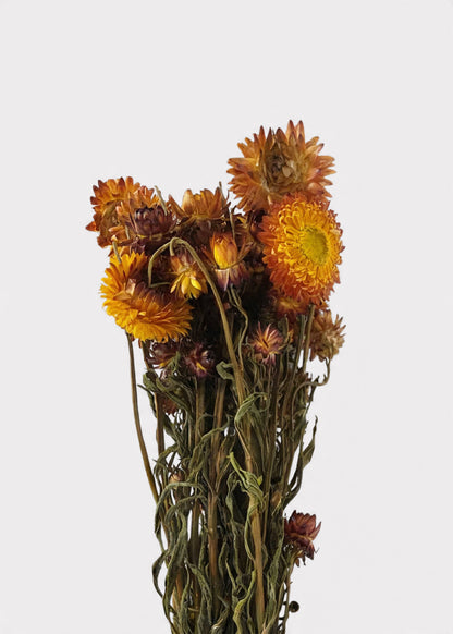 Orange Dried Helichrysum Everlasting Daisy Flower Bunch 16"-22" Tall