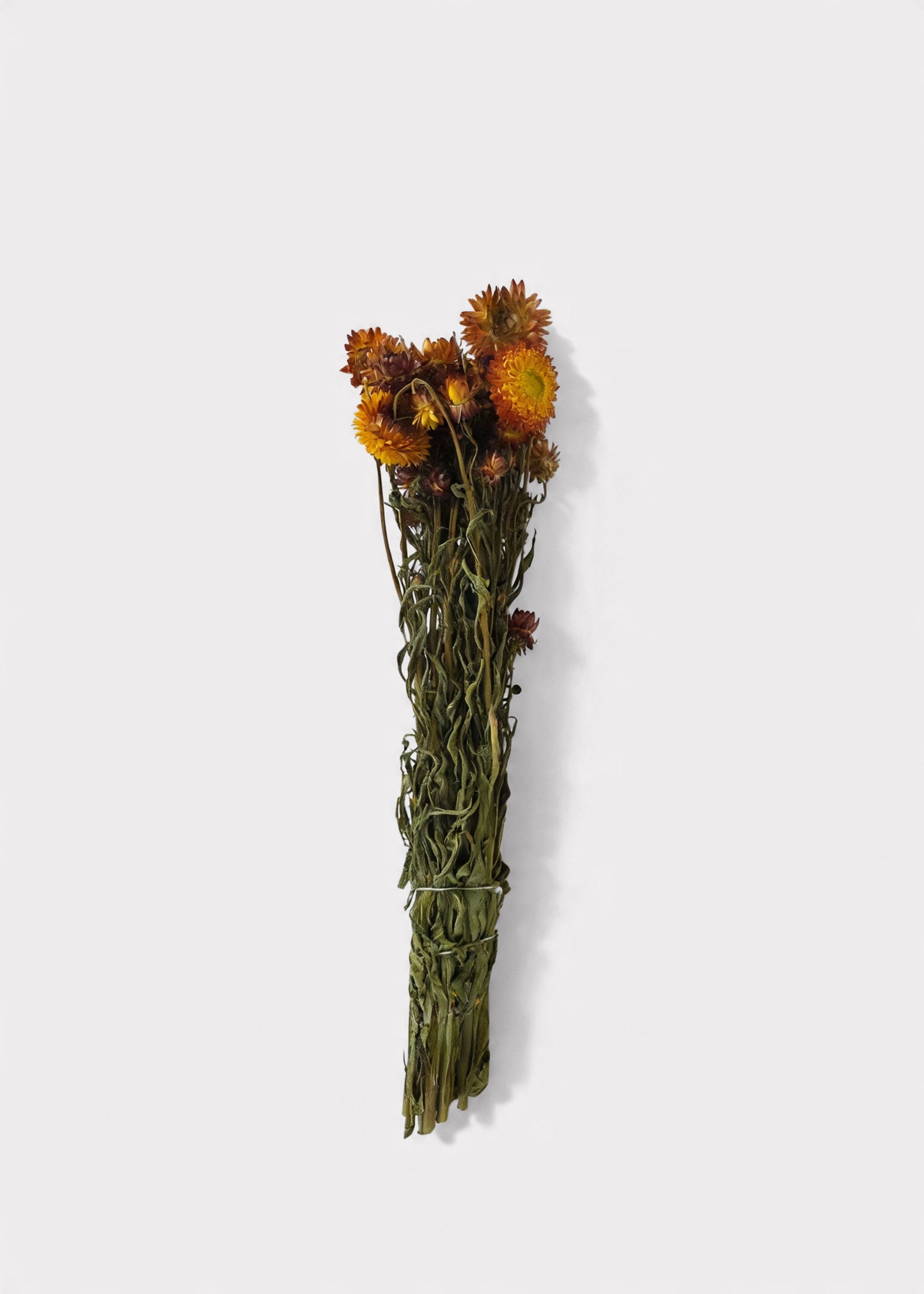 Orange Dried Helichrysum Everlasting Daisy Flower Bunch 16"-22" Tall