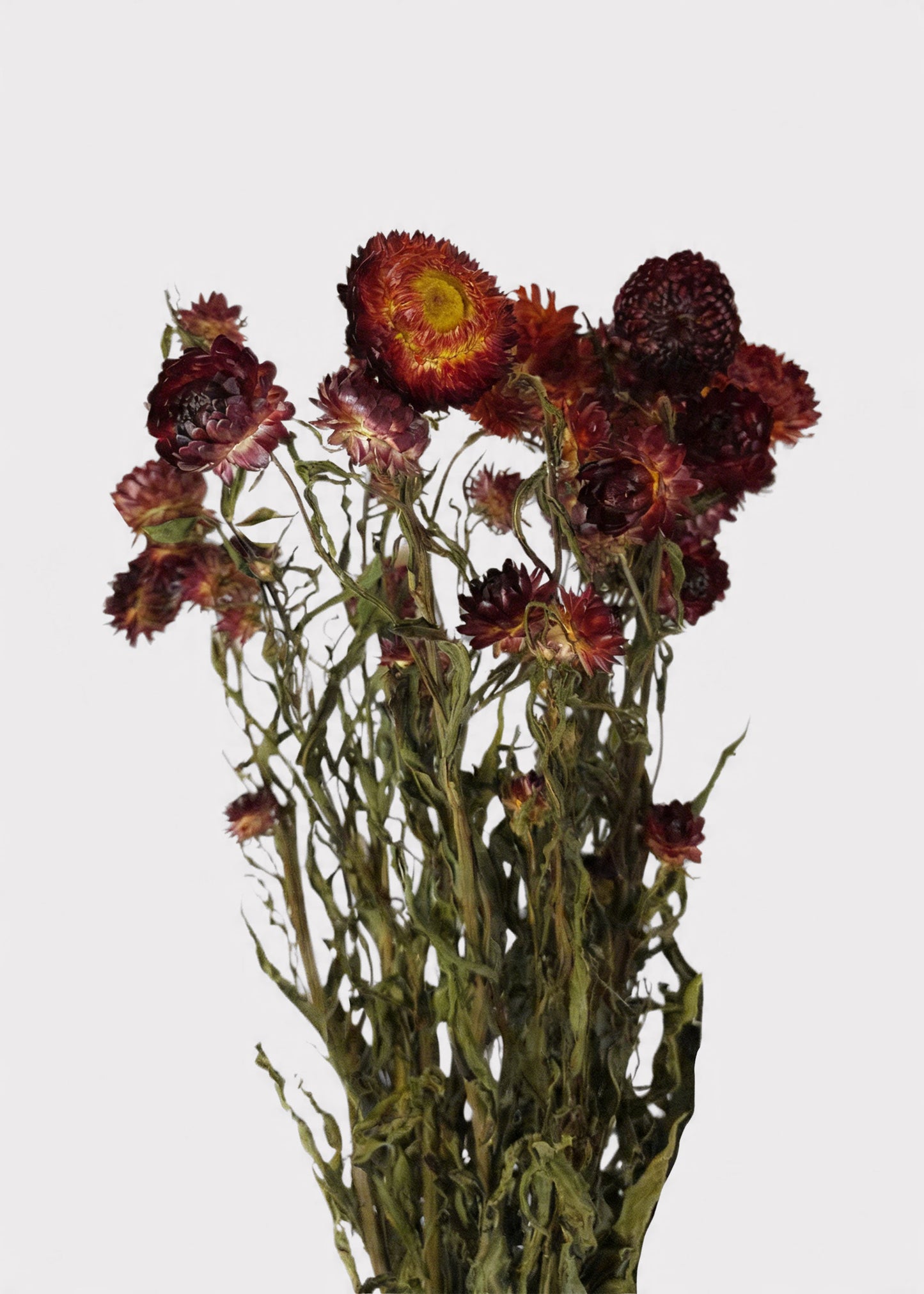 Dried Helichrysum Everlasting Daisy Flower Bunch in Red 16-22" Tall