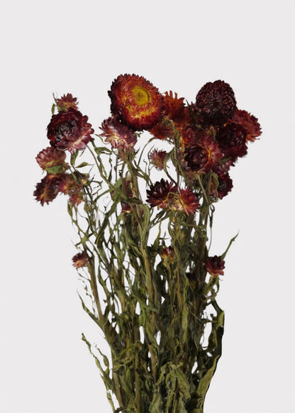 Dried Helichrysum Everlasting Daisy Flower Bunch in Red 16-22" Tall