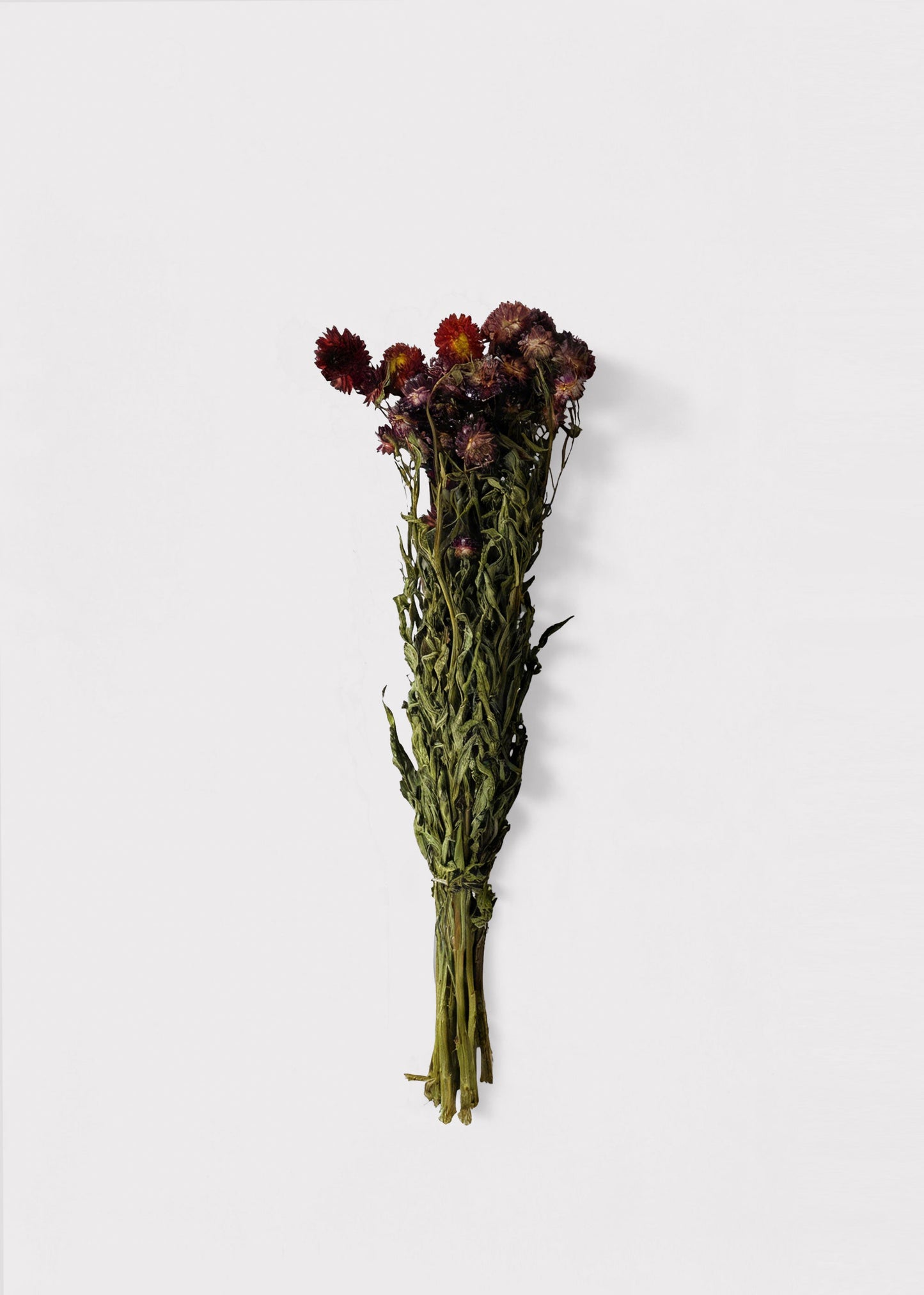 Dried Helichrysum Everlasting Daisy Flower Bunch in Red 16-22" Tall