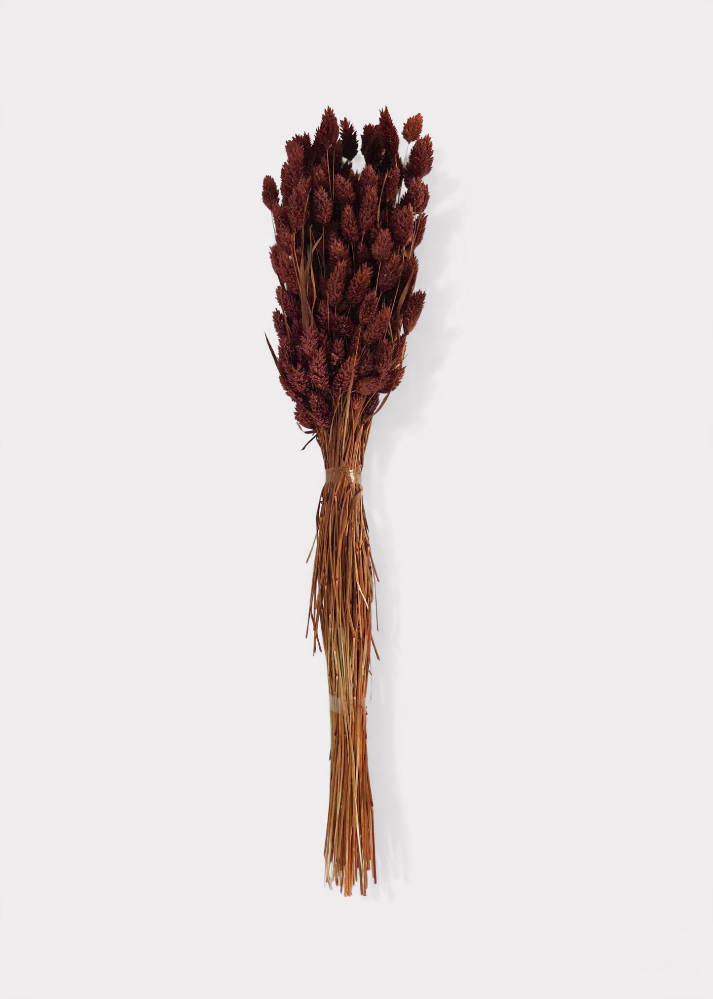 Dried Phalaris Grass Bunch in Burnt Brown - 20-28"