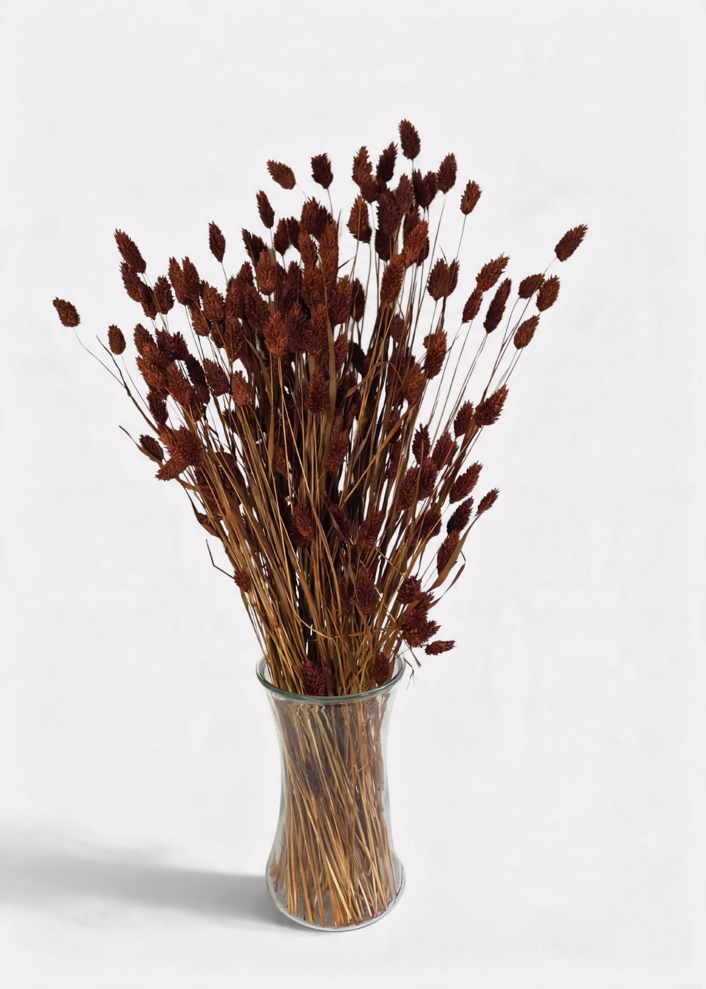 Dried Phalaris Grass Bunch in Burnt Brown - 20-28"