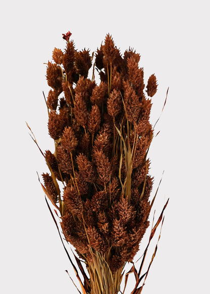 Dried Phalaris Grass Bunch in Burnt Brown - 20-28"