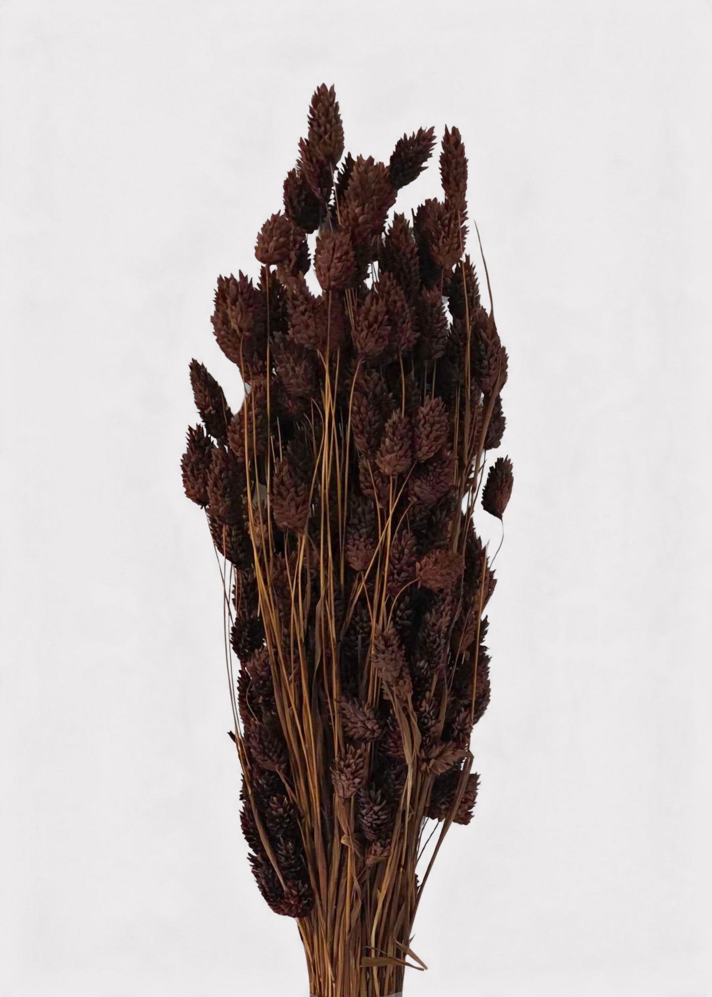 Dried Phalaris Grass Bunch in Chocolate Brown - 20-28"