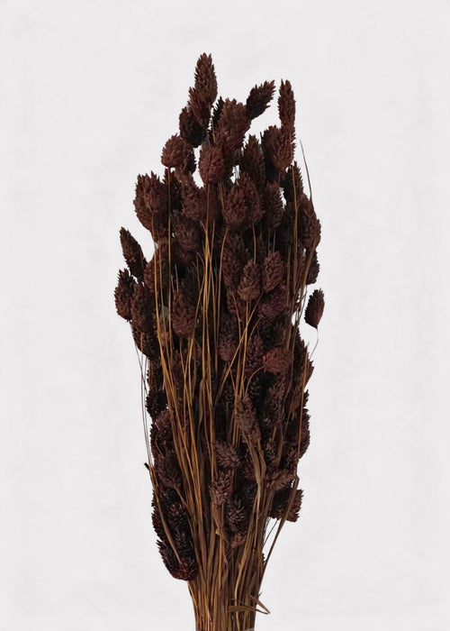 Dried Phalaris Grass Bunch in Chocolate Brown - 20-28"