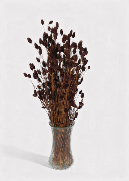 Dried Phalaris Grass Bunch in Chocolate Brown - 20-28"