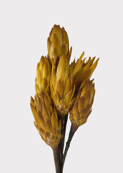 Yellow Dried Protea Repens Flower Bundle of 6 - 7-12"