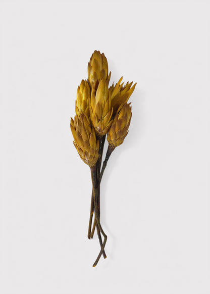 Yellow Dried Protea Repens Flower Bundle of 6 - 7-12"