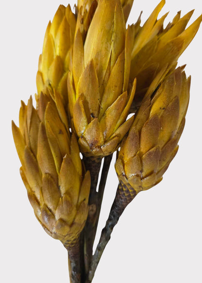 Yellow Dried Protea Repens Flower Bundle of 6 - 7-12"