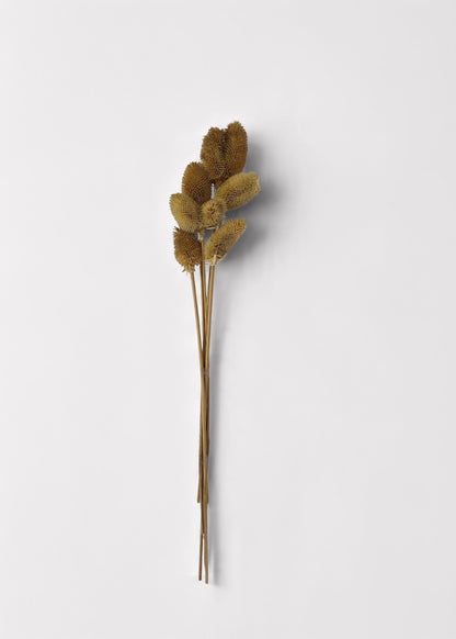 Dried Wildflowers Dipsacus Teasel Flower Bundle of 6 - 16"