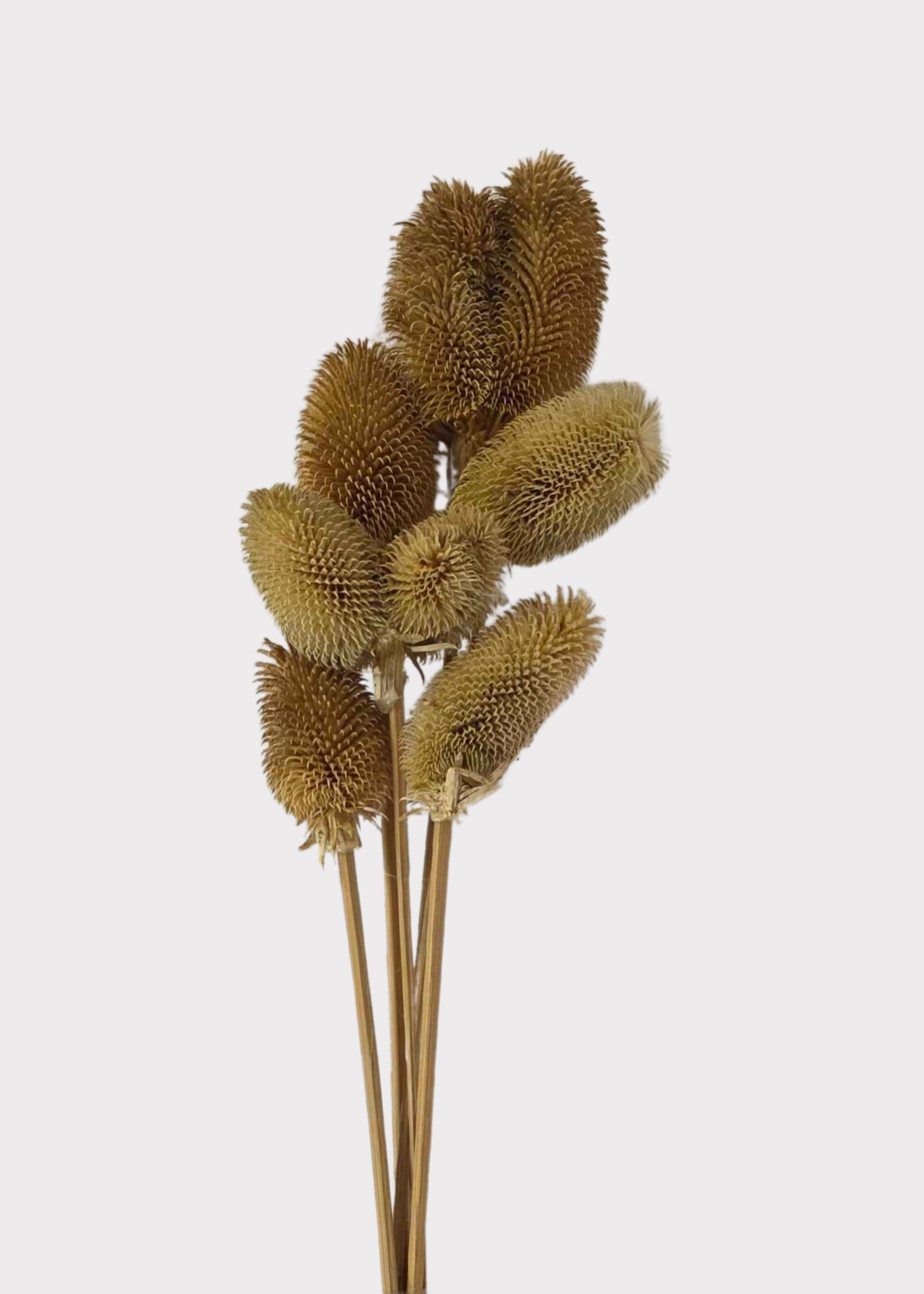 Dried Wildflowers Dipsacus Teasel Flower Bundle of 6 - 16"