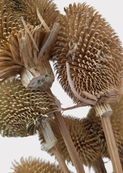 Dried Wildflowers Dipsacus Teasel Flower Bundle of 6 - 16"
