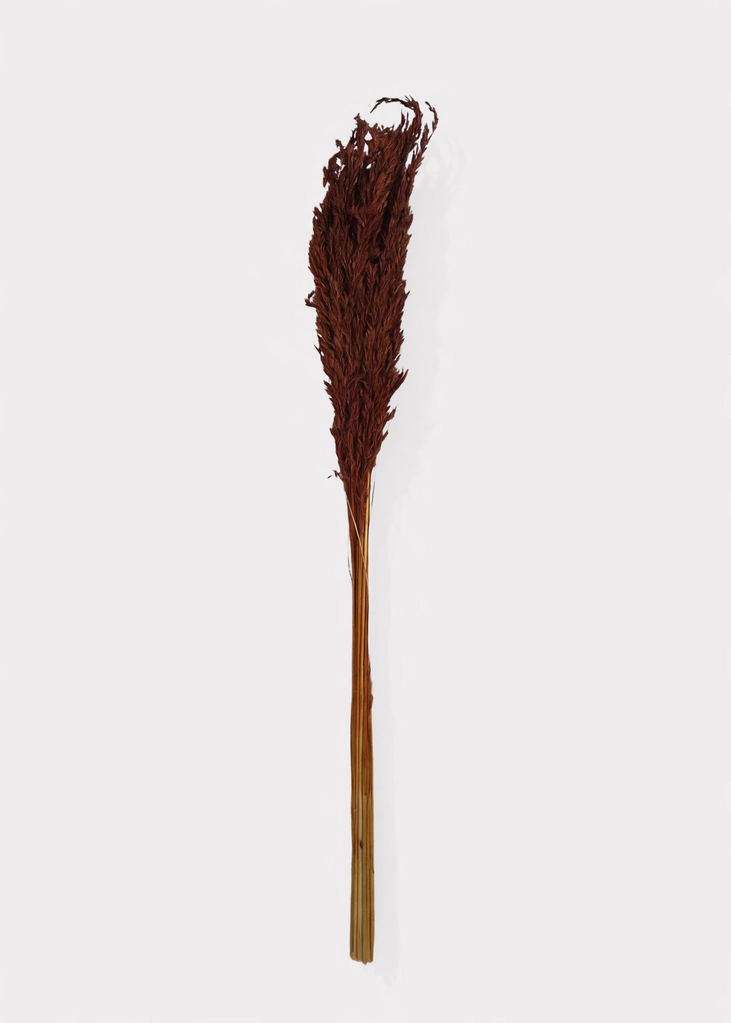 Dried Grass Burnt Brown Wild Oats Bunch - 38"