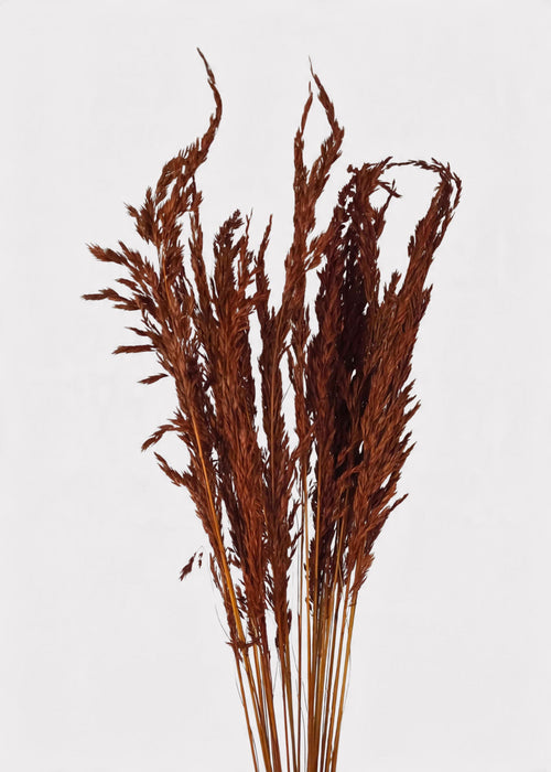 Dried Grass Burnt Brown Wild Oats Bunch - 38"