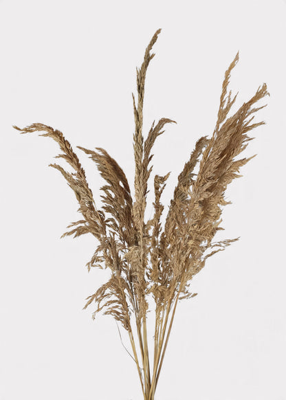 Natural Dried Wild Oats Grass Bunch - 38"