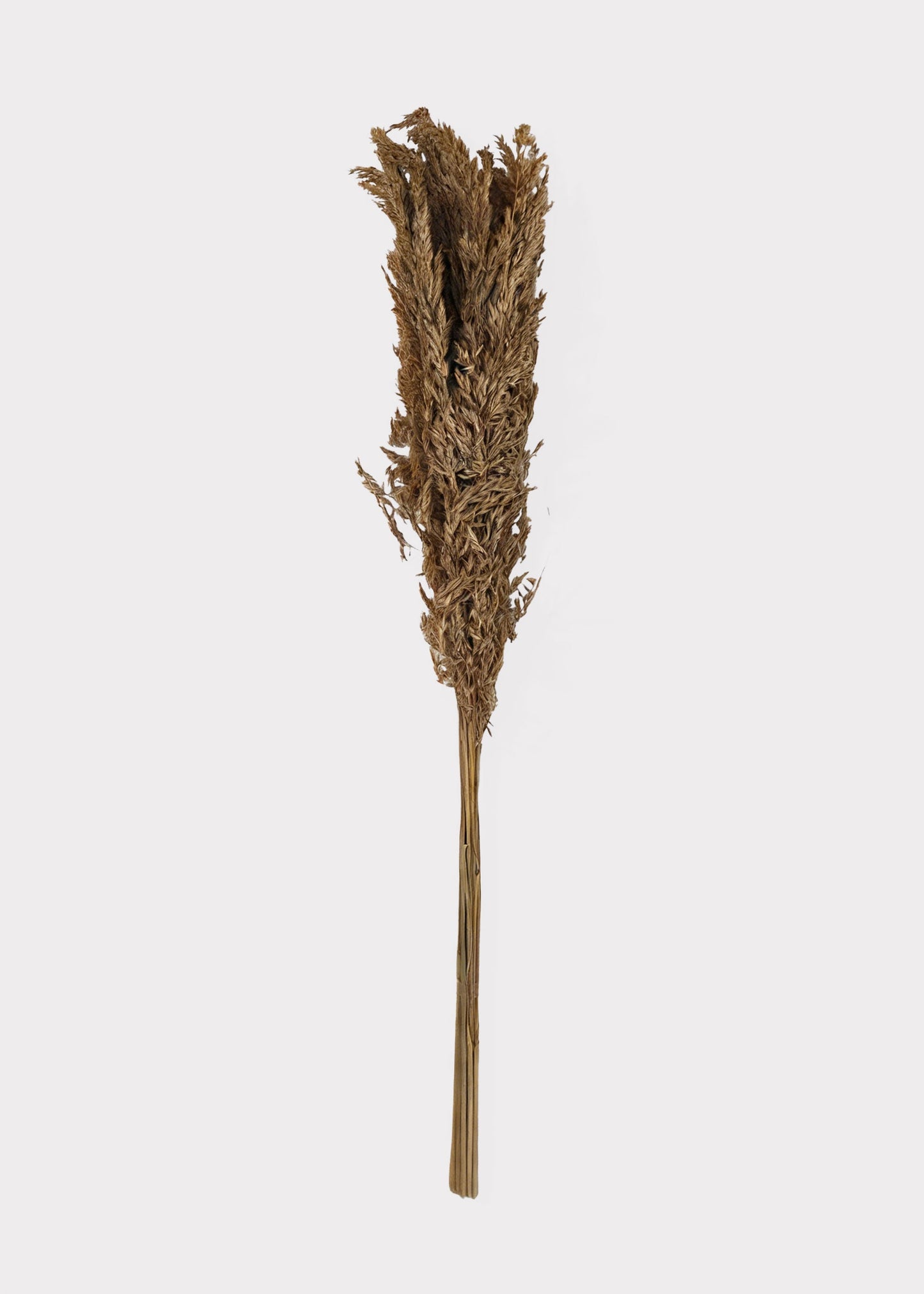 Natural Dried Wild Oats Grass Bunch - 38"
