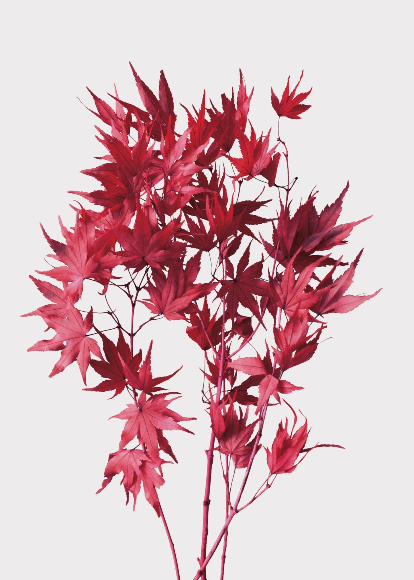 Preserved Japanese Maple Fall Leaf Bunch in Red - 12-16"