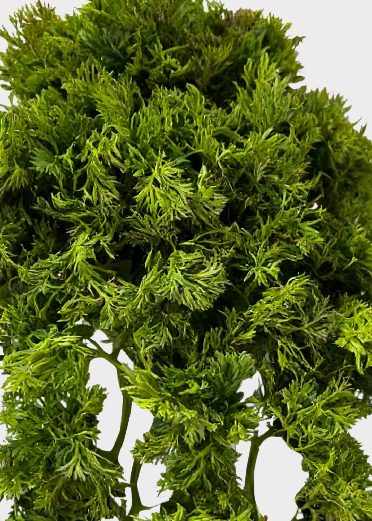 Artificial Moss Vine Hanging Bush - 14"