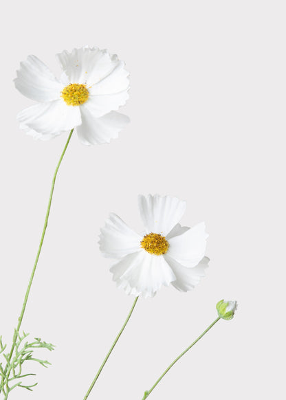 Fake Cosmos Daisy Wildflowers in White - 36.25"