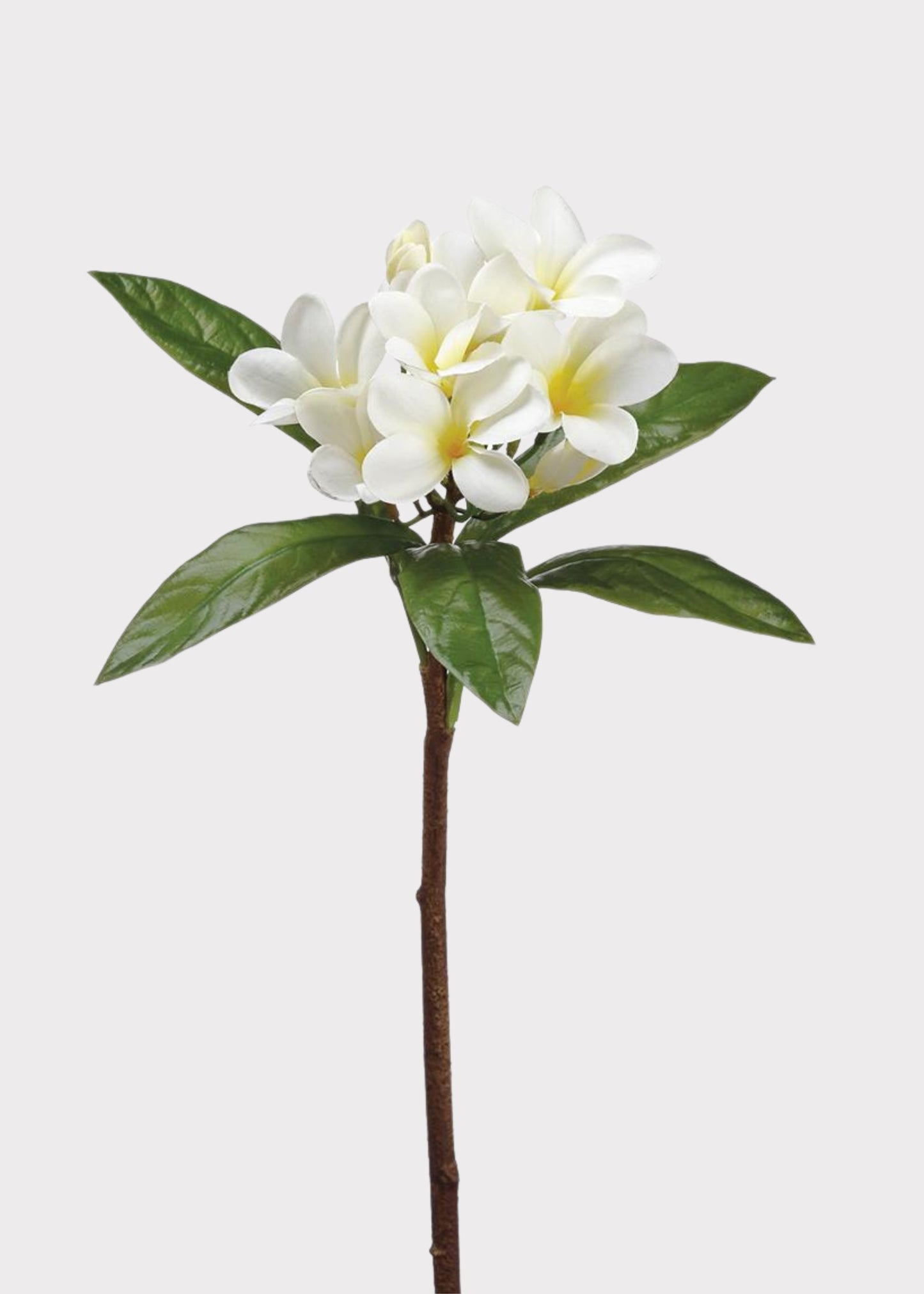 Tropical Plumeria Artificial Flowers in Cream Yellow - 22"