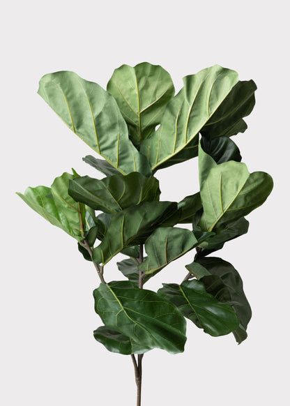 Tall Artificial Fiddle Leaf Fig Branch - 41"