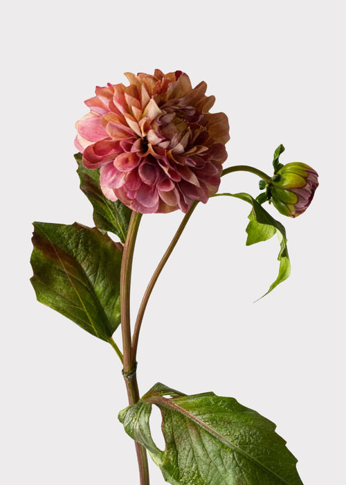 Antique Lavender Cream Artificial Dahlia Flower - 20"