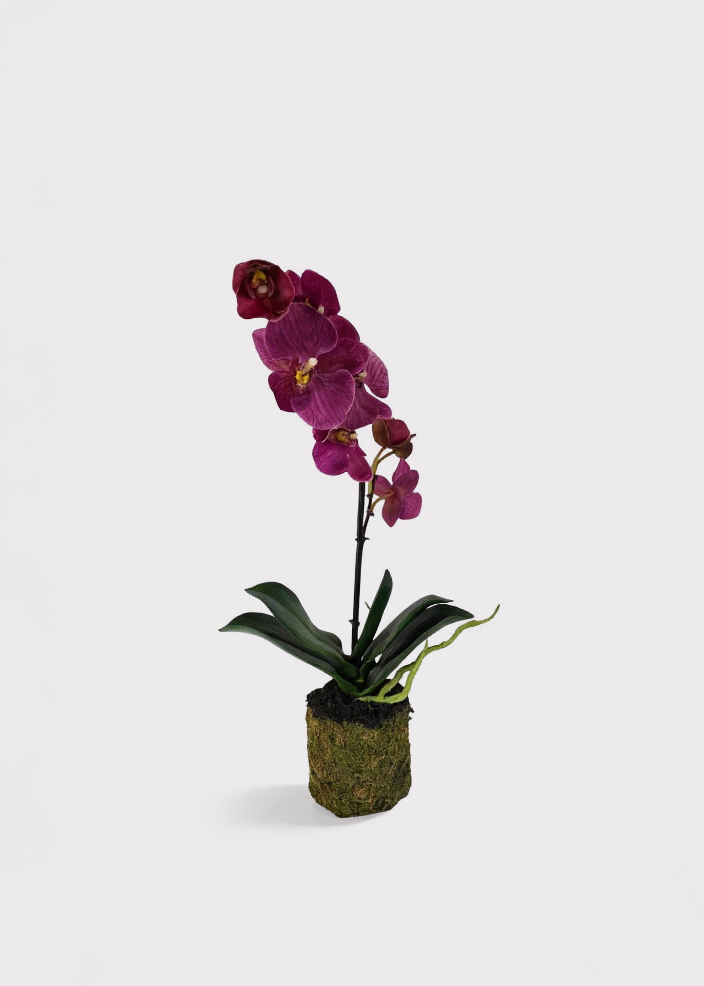 Artificial Phalaenopsis Orchid Drop-In Plant in Fuchsia - 14"
