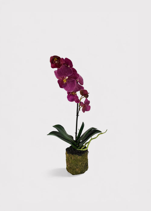 Artificial Phalaenopsis Orchid Drop-In Plant in Fuchsia - 14"