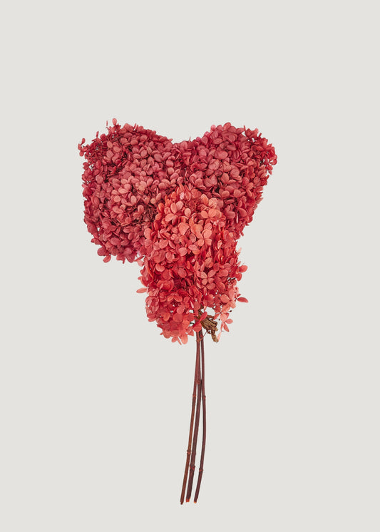 Bundle of 3 Coral Red Preserved Hydrangea Stems