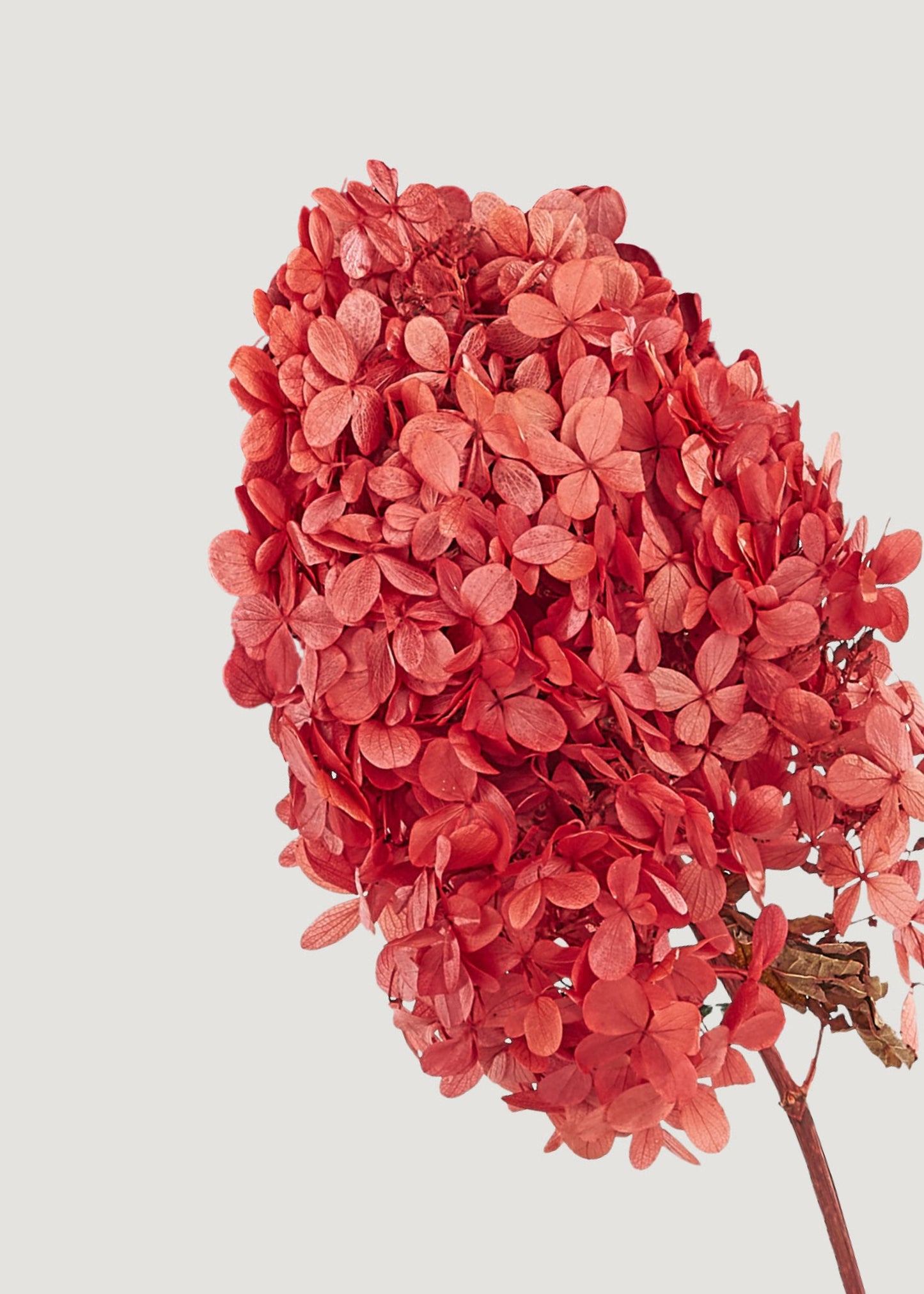 Bundle of 3 Coral Red Preserved Hydrangea Stems
