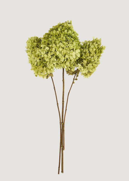 Chartreuse Green Preserved Hydrangea Flower Stem Bundle of 3