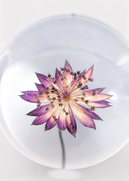 Preserved Purple Flower Head Paperweight - 3"
