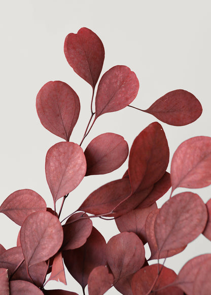 Red Preserved Populus Eucalyptus Bunch - 15"