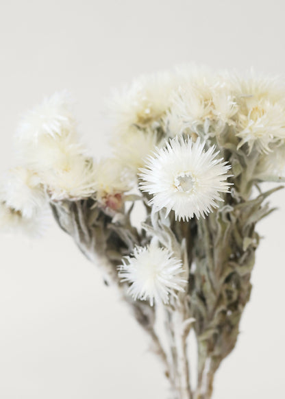 White Dried Helichrysum Everlasting Daisy Flower Bunch - 7-12"