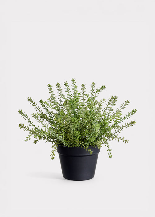 Fake Plants Potted Sedum Succulent in Plastic Pot - 15.5"