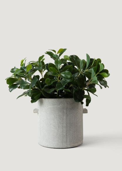 SAVE - Natural Touch Artificial Wax Privet Leaf Plant - 15"