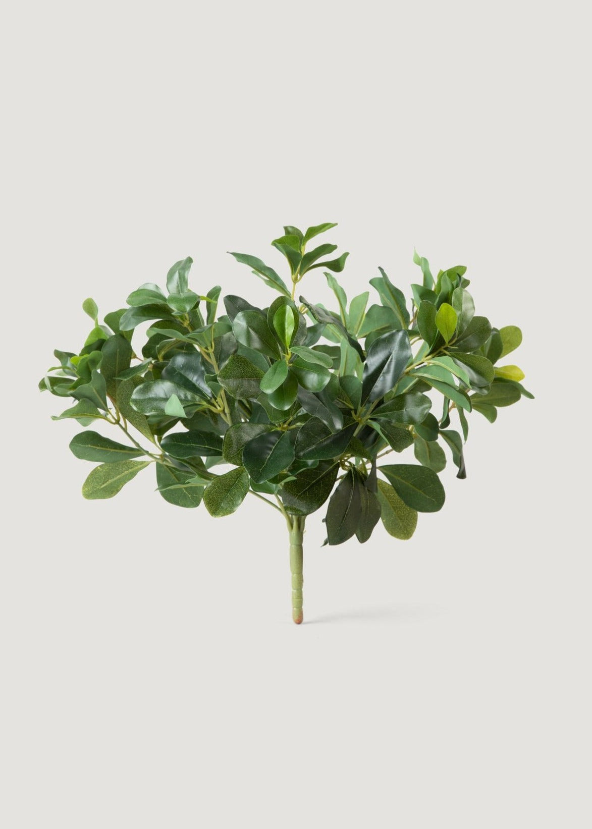 SAVE - Natural Touch Artificial Wax Privet Leaf Plant - 15"